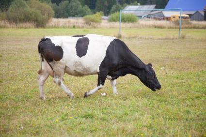Пермский край. Корова пасется на поле.