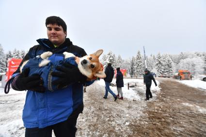 Московская область.  Собака породы вельш-корги в деревне Новопареево городского округа Щелково, где будет срублена главная новогодняя елка страны.