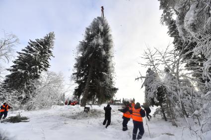 Московская область.  Рабочие подготавливают главную новогоднюю елку страны для укладки на специальный автопоезд для отправки на Соборную площадь Кремля.