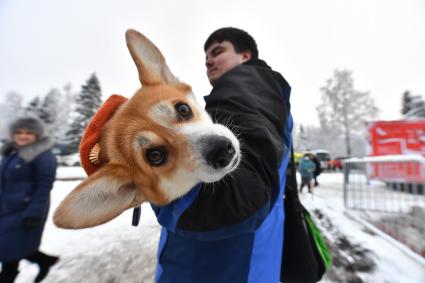 Московская область.  Собака породы вельш-корги в деревне Новопареево городского округа Щелково, где будет срублена главная новогодняя елка страны.