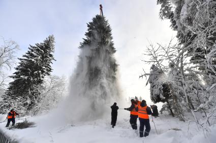 Московская область.  Рабочие подготавливают главную новогоднюю елку страны для укладки на специальный автопоезд для отправки на Соборную площадь Кремля.