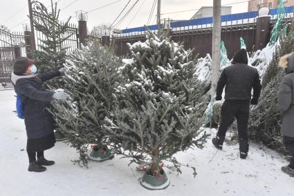 Москва. Торговля новогодними елками .