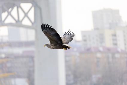 Владивосток. Белохвостый орлан.