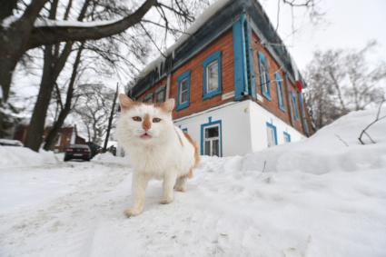 Суздаль.  Кошка на одной из улиц города.