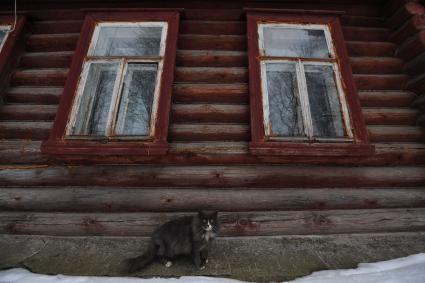 Суздаль. Кот сидит рядом с деревянным домом.