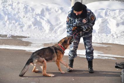 Москва. Кинолог с собакой во время занятий в Центре кинологической службы УВД по СВАО.