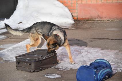 Москва. Служебная собака во время занятий в Центре кинологической службы УВД по СВАО.