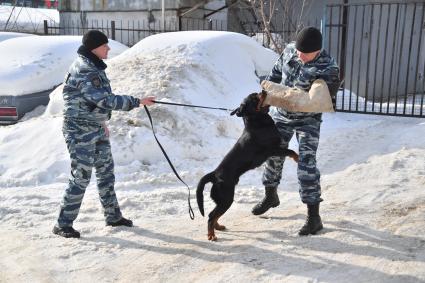 Москва. Кинологи с собакой во время занятий в Центре кинологической службы УВД по СВАО.