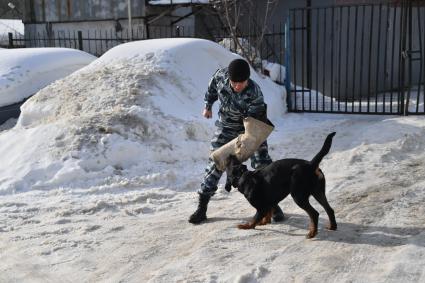 Москва. Служебная собака во время занятий с кинологом в Центре кинологической службы УВД по СВАО.