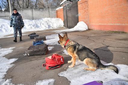 Москва. Кинолог и служебная собака во время занятий в Центре кинологической службы УВД по СВАО.