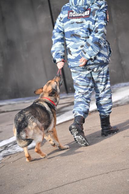 Москва. Кинолог с собакой во время занятий в Центре кинологической службы УВД по СВАО.