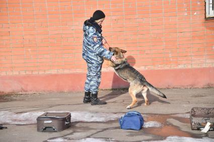 Москва. Кинолог с собакой во время занятий в Центре кинологической службы УВД по СВАО.