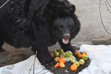 Москва.  Гималайский медведь Алладин  вышел  в вольер  Московского зоопарка после зимней спячки.