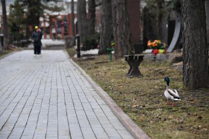 Москва. Селезень на Новодевичьем кладбище.