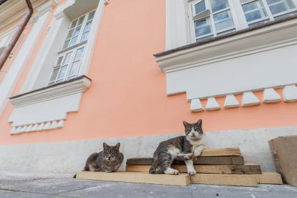 Москва. Коты на территории усадьбы `Кусково`.