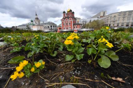 Москва. В природно-ландшафтном парке Зарядье распустились первые весенние цветы.