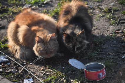 Донецкая область. г.Мариуполь. Коты.