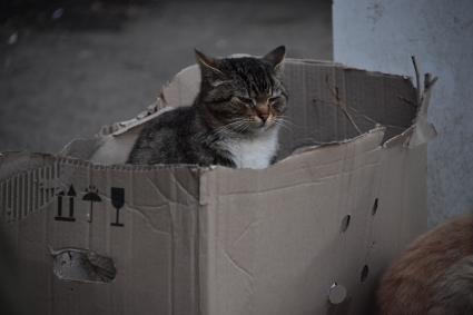 Донецкая область. г.Мариуполь. Кот в коробке.