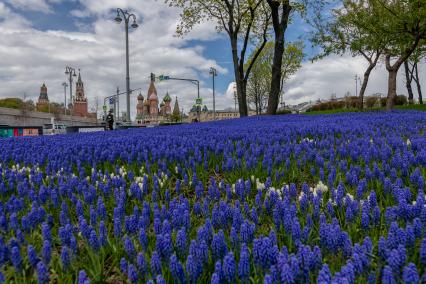 Москва. Цветы мускари на клумбе в природно-ландшафтном парке `Зарядье`.