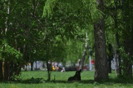 Екатеринбург. Бродячие собаки в одном из скверов в центре города