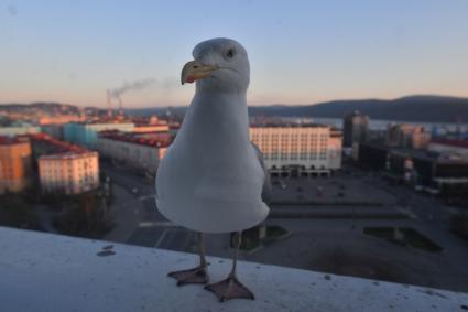 Мурманск.  Чайка на подоконнике.