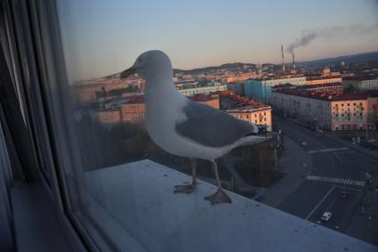 Мурманск.  Чайка на подоконнике.