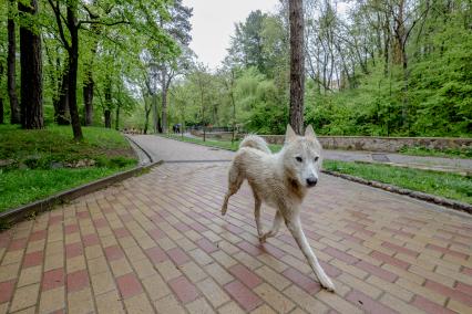 Кисловодск. Собака.