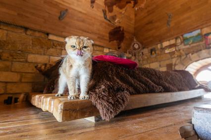 Московская область. Кошка британской породы в одной из комнат `Замока Дракулы`в поселке Никольско-Архангельское.