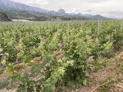 Крым. п.Понизовка. Центр винного туризма Winepark.