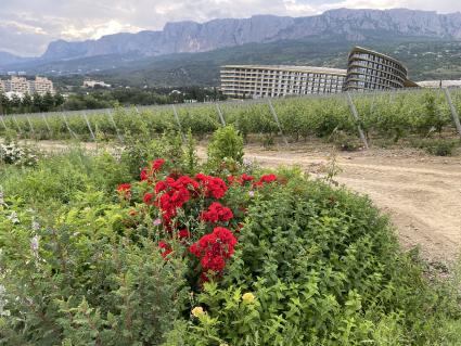 Крым. п.Понизовка. Центр винного туризма Winepark.