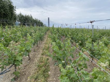 Крым. п.Понизовка. Центр винного туризма Winepark.