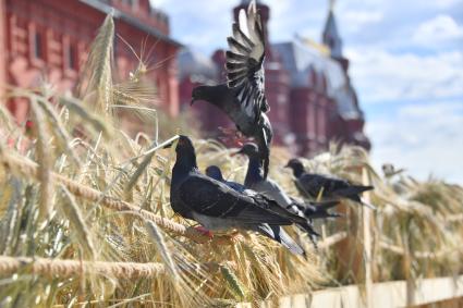 Москва. На фестивале \"Цветочный джем: тропическое лето\" на Манежной площади.