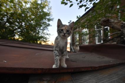 Пермь. Котенок на улице.