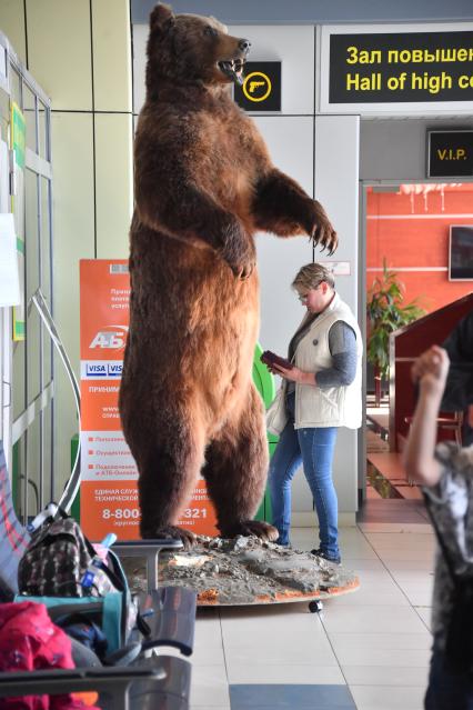 Чукотский автономный округ. Чучело медведя в аэропорту Анадыря.