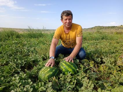 Ставропольский край. Фермер Александр Пономарев на бахчевом поле.