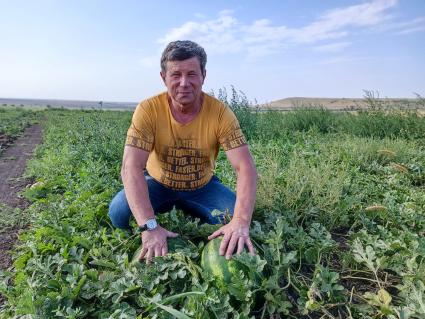 Ставропольский край. Фермер Александр Пономарев на бахчевом поле.