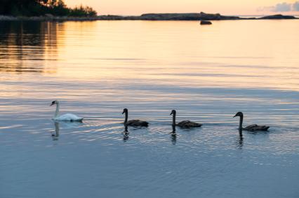 Ленинградская область. Семья лебедей на острове Гогланд в Финском заливе.