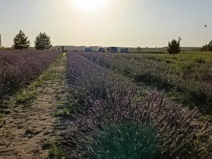 Нижегородская область. д.Зубаниха. Лавандовая ферма Ольги Юрочкиной.