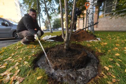 Москва. Посадка саженца уссурийской груши в память о главном редакторе ИД `Комсомольская правда` Владимире Николаевиче Сунгоркине, у здания КП.