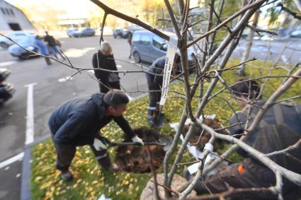 Москва. Посадка саженца уссурийской груши в память о главном редакторе ИД `Комсомольская правда` Владимире Николаевиче Сунгоркине, у здания КП.