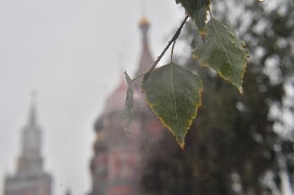 Москва.   Листья под дождем.