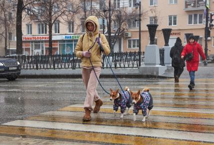 Пермь. Девушка с собаками переходят дорогу по пешеходному переходу.