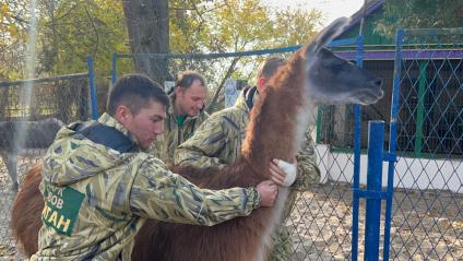 Херсон. Эвакуация животных из местного зоопарка сотрудниками парка `Тайган` в Крым. Ламу Рому в шутку называют `ветераном боевых действий`.