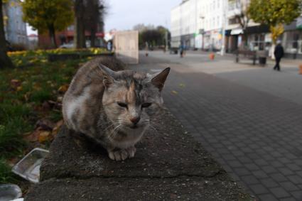 Калининградская область. Советск. Кошка на одной из улиц города.