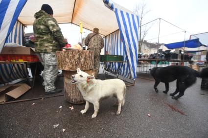 Новгородская  область. Чудово.  Корреспонденты  `Комсомольской правды` Владимир Ворсобин и Иван Макеев путешествуют автостопом по России. Продавцы на городском рынке.