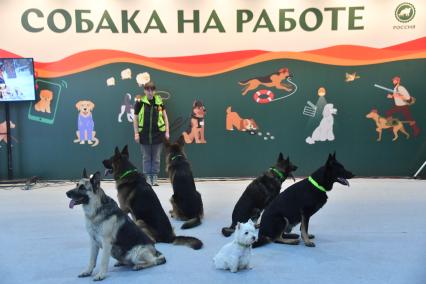 Московская область. Красногорск. Участники на выставке собак `Россия. Кубок РКФ 2020-2021` и `Россия. Кубок РКФ & Кубок Москвы-2022` в МВЦ `Крокус Экспо`.