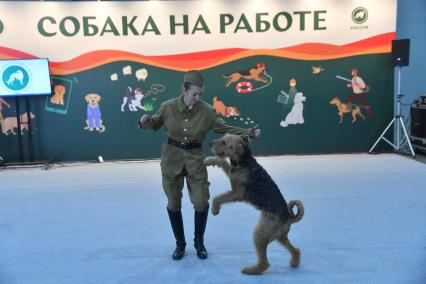 Московская область. Красногорск. Собака породы эрдельтерьер на выставке собак `Россия. Кубок РКФ 2020-2021` и `Россия. Кубок РКФ & Кубок Москвы-2022` в МВЦ `Крокус Экспо`.