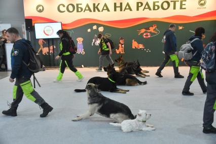 Московская область. Красногорск. Участники на выставке собак `Россия. Кубок РКФ 2020-2021` и `Россия. Кубок РКФ & Кубок Москвы-2022` в МВЦ `Крокус Экспо`.