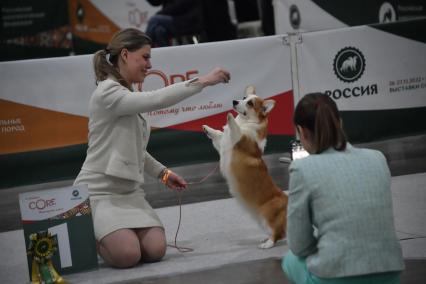 Московская область. Красногорск. Женщина с собакой породы корги на выставке собак `Россия. Кубок РКФ 2020-2021` и `Россия. Кубок РКФ & Кубок Москвы-2022` в МВЦ `Крокус Экспо`.