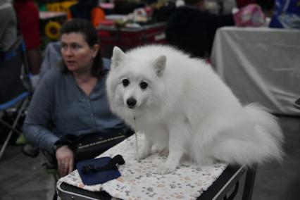 Московская область. Красногорск. Женщина с собакой породы японский шпиц на выставке собак `Россия. Кубок РКФ 2020-2021` и `Россия. Кубок РКФ & Кубок Москвы-2022` в МВЦ `Крокус Экспо`.